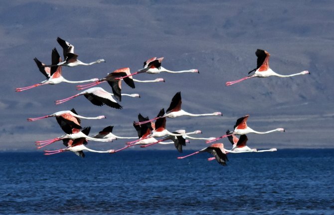 flamingolar-van-golunu-tercih-etti--2.jpg