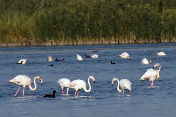 flamingolar-van-golunu-tercih-etti--3.jpg