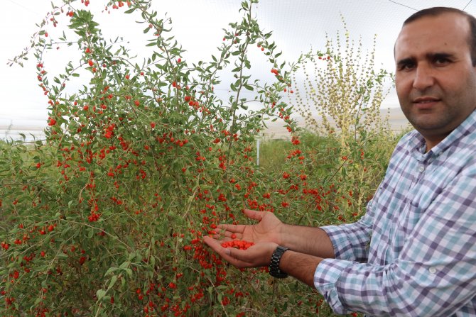 genclik-iksiri-goji-berry-hucreleri-yeniliyor-2.jpg