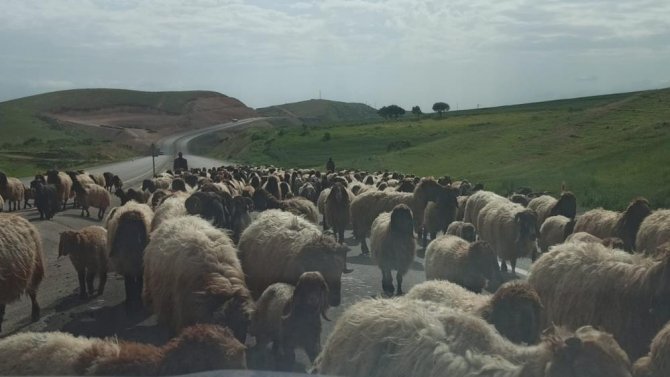 gocerlerin-zorlu-yayla-yolculugu-devam-ediyor-3.jpg