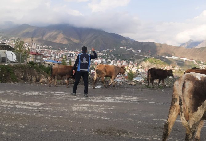 hakkari-basibos-hayvanlar.jpg