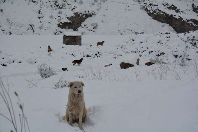 hakkari-belediyesi-veteriner-ekipleri-yemleme-001.JPG