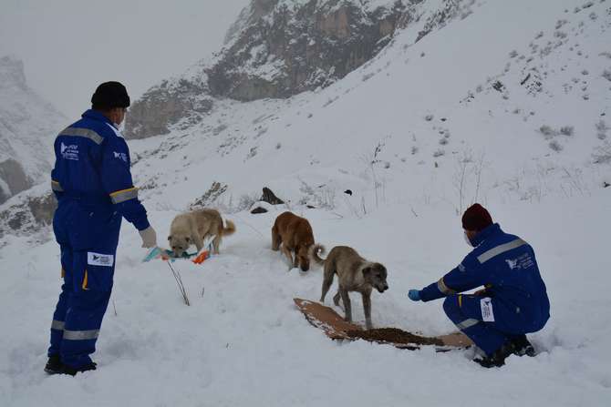 hakkari-belediyesi-veteriner-ekipleri-yemleme-002.JPG