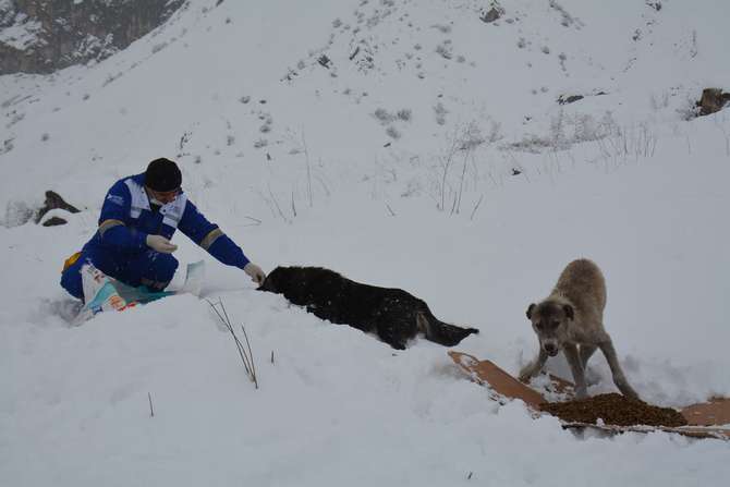 hakkari-belediyesi-veteriner-ekipleri-yemleme.JPG