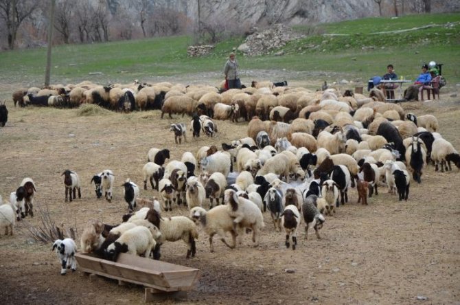 hakkari-besiciler-2.jpg