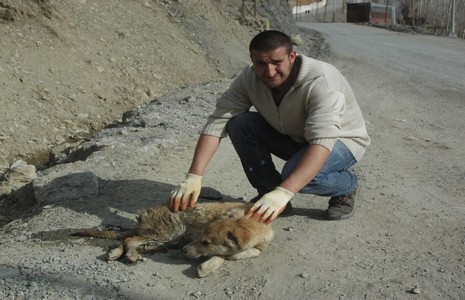 hakkari-kopek-katliami-2.jpg