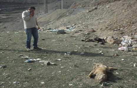hakkari-kopek-katliami-f.jpg