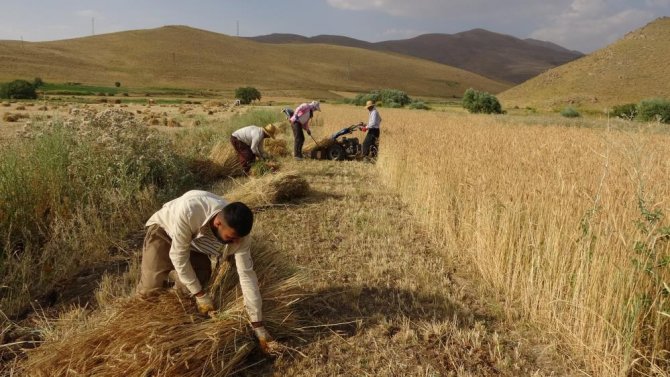 hakkari-yuksekova-bugday-hasadi.jpg