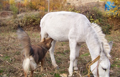 hayvan-dostlugu-hakkari-1.jpg