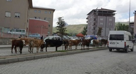 inek-1.jpg inek-1.jpg