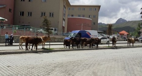 inek-2.20140513151236.jpg inek-2.20140513151236.jpg
