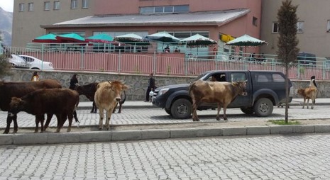 inek-3.jpg inek-3.jpg
