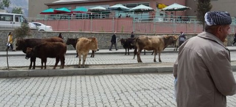 inek-4.jpg inek-4.jpg