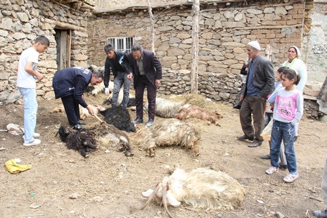 kopek-1.20120505110341.jpg kopek-1.20120505110341.jpg