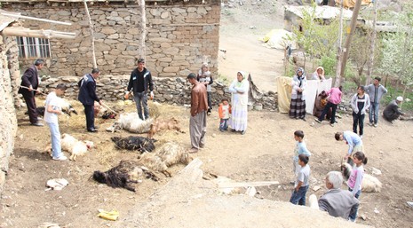 kopek-2.20120505110355.jpg kopek-2.20120505110355.jpg