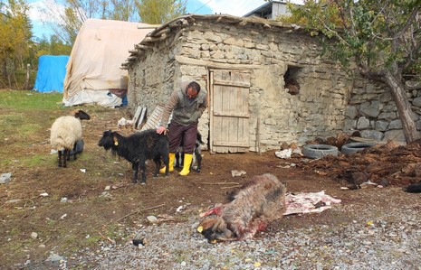 kopek-dehseti-1.jpg kopek-dehseti-1.jpg