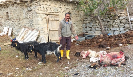 kopek-dehseti-2.jpg kopek-dehseti-2.jpg