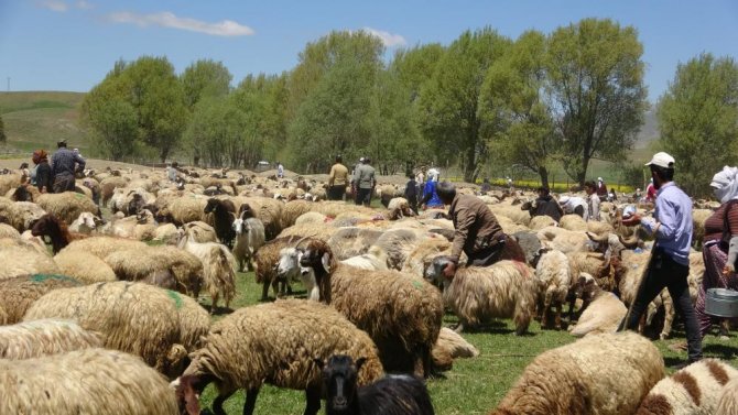 kuzularin-zorlu-yayla-yolculugu-basladi-2.jpg