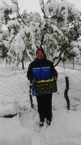 meyve-agacilari-karda-zarar-gordu1.20141021111909.jpg meyve-agacilari-karda-zarar-gordu1.20141021111909.jpg