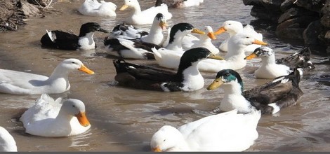 ordek-m.jpg ordek-m.jpg