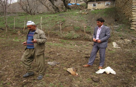 tavuk-olumleri-hakkari-1.jpg