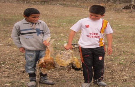 tavuk-olumleri-hakkari-2.jpg