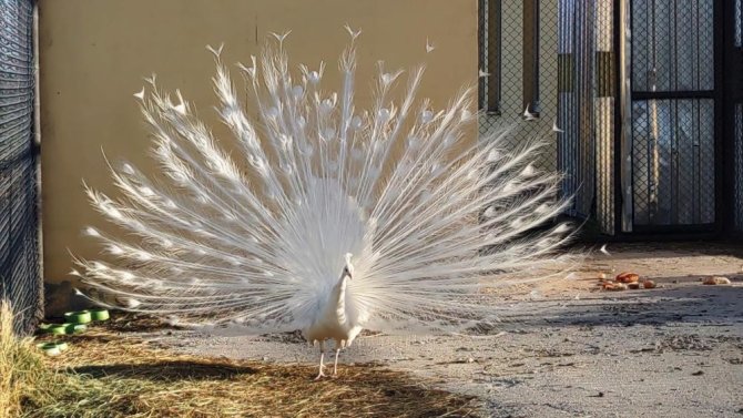 tavus-kuslari-vanda-kalici-misafir-oldu-2.jpg