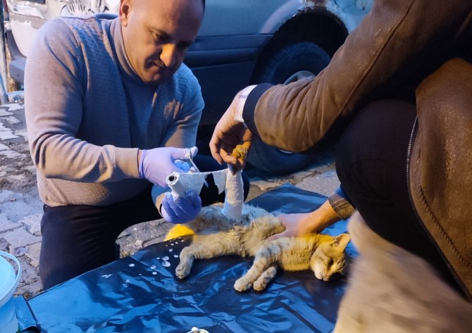 yarali-kedi-kurtarildi.jpg