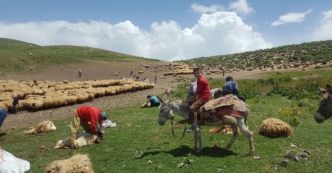 yayla-m.jpg