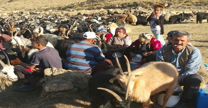 yayla-sakinleri.jpg